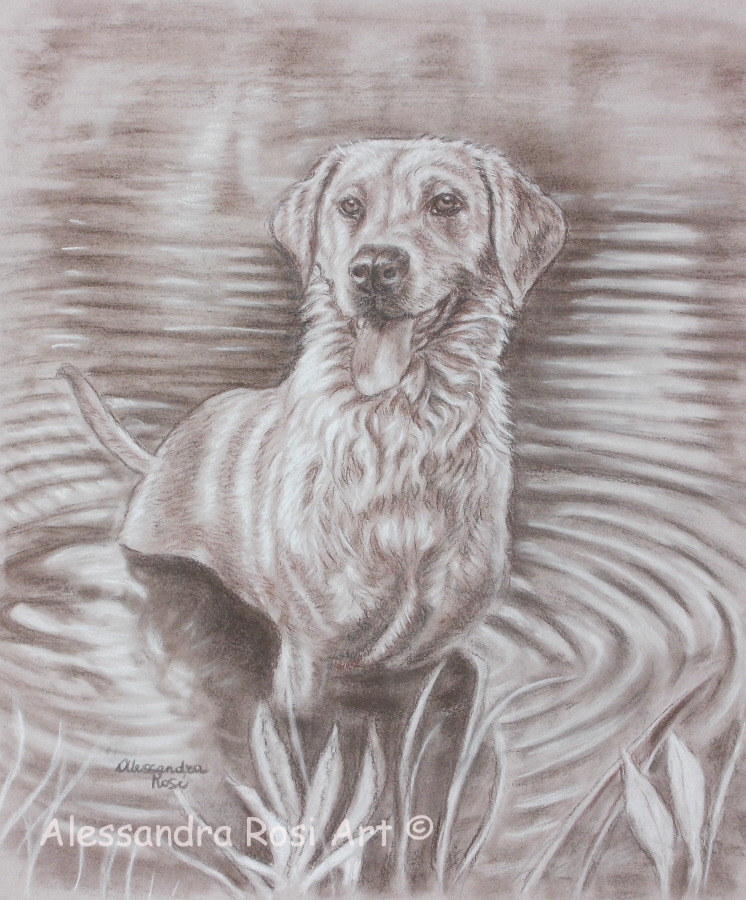 dog portrait, golden retirever dog drawing, petp ortrait commisison