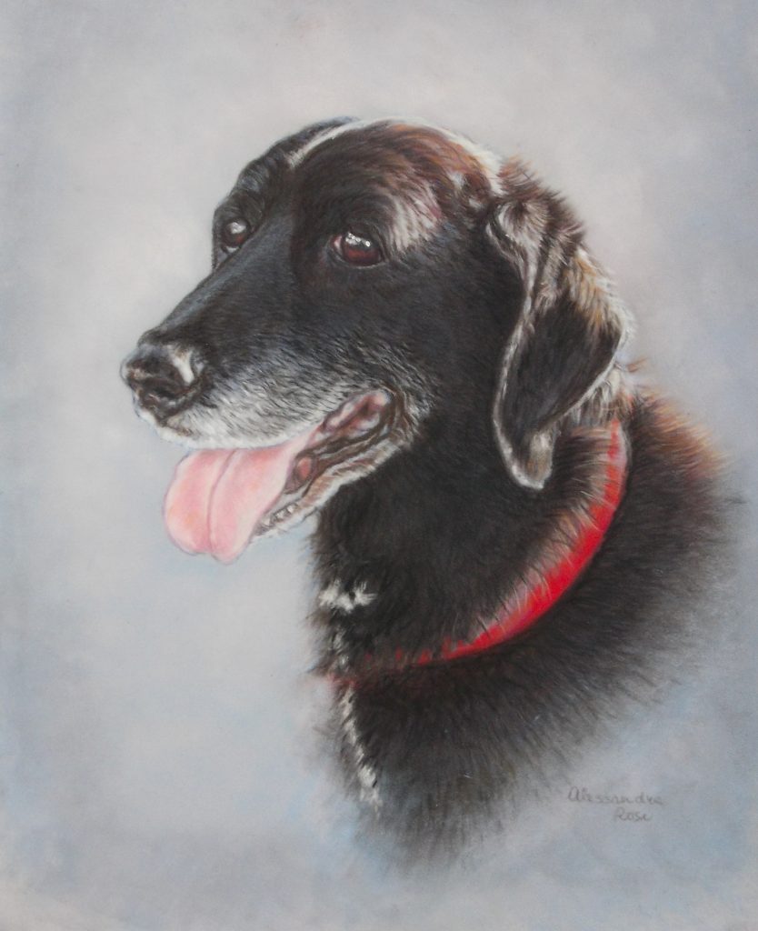 dog portrait painting in soft pastels, black lab portrait commission