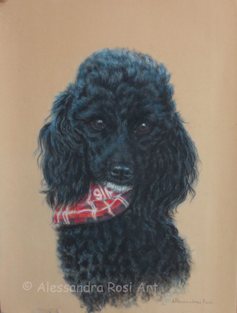 black poodle dog portrait painting in oil pastels, pet portrait commisison