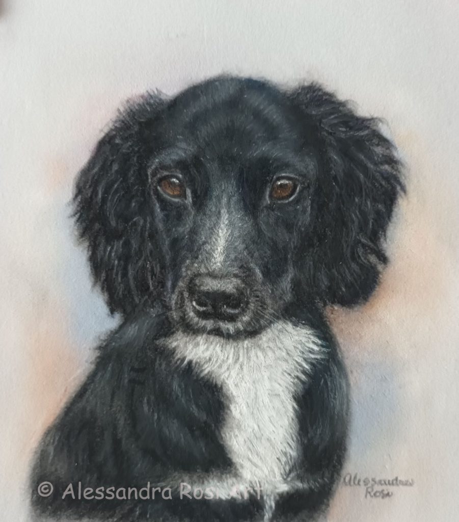 lifelike dog painting, oil pastel pet portraits, border collie portrait paintin. black dog