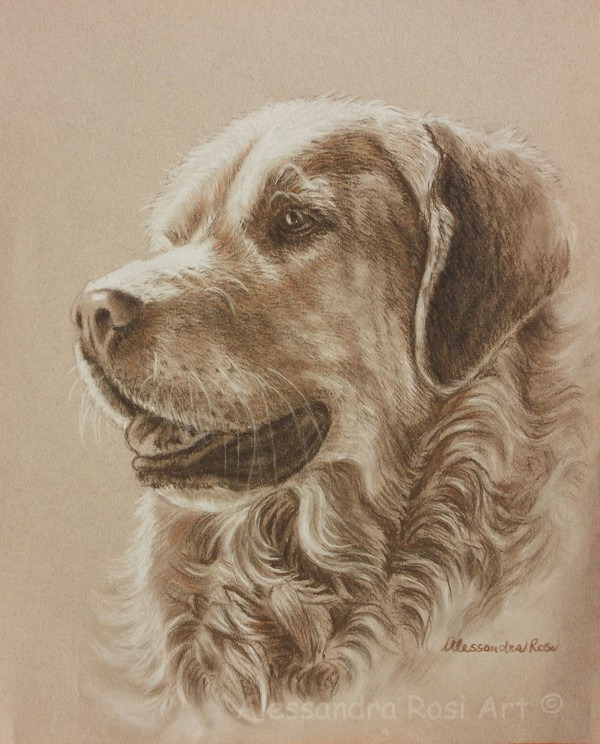 dog portrait drawing in charcoal and sepia pencil, pet portrait commission, portrait from photo