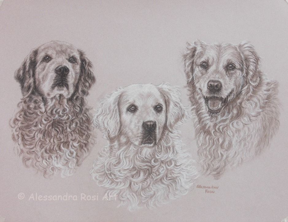 charcoal portrait drawing, pet portrait drawing of three dogs