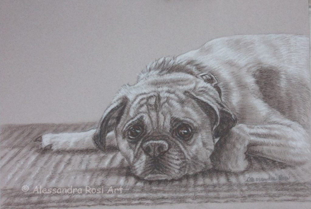 dog portrait drawing in charcoal and pencil, pug portrait commission