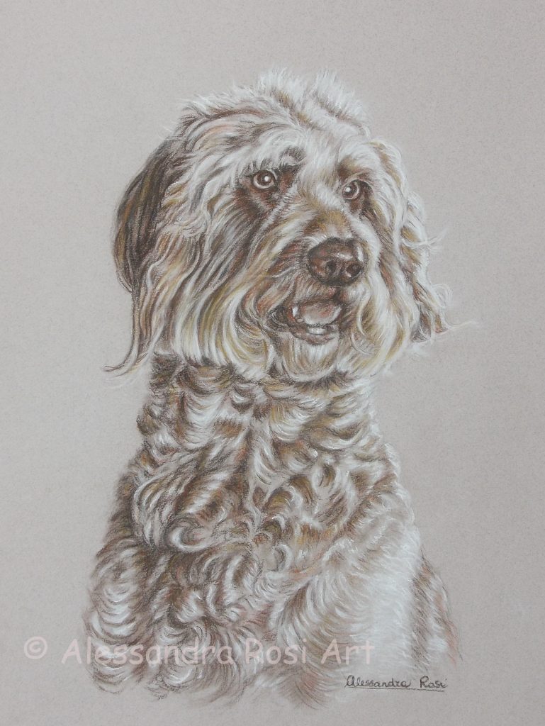 dog portrait, labradoodle mix dog portrait, pencil pet portrait
