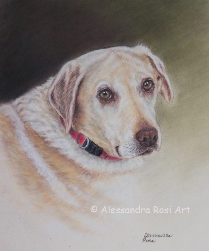 labrador dog portrait painting, pet  portrait in soft pastels